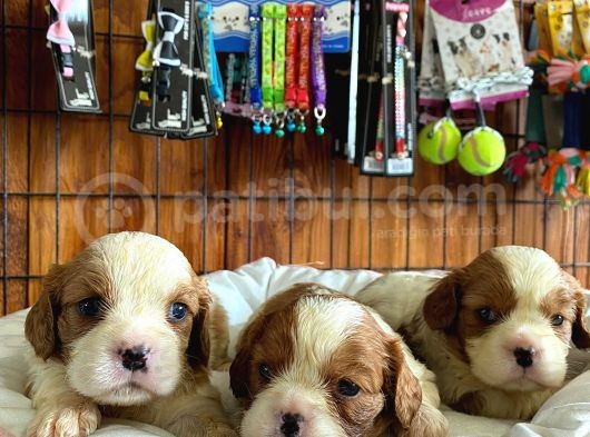 Tüm İhtişamıyla Cavalier King Charles Spaniel görsel