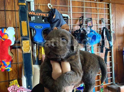 A Kalite Labrador Retriever Yavrularımız görsel