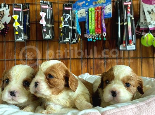 Tüm İhtişamıyla Cavalier King Charles Spaniel görsel