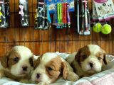 Tüm İhtişamıyla Cavalier King Charles Spaniel