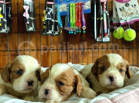 Tüm İhtişamıyla Cavalier King Charles Spaniel görsel