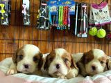 Tüm İhtişamıyla cavalier king charles spaniel