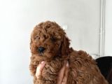 Poodle köpek