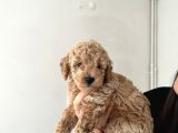 Poodle Köpek