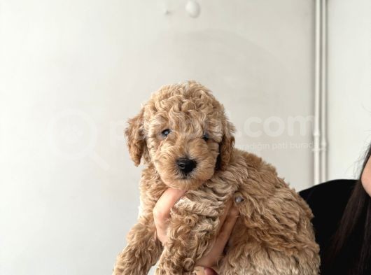 Poodle Köpek görsel