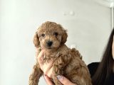 Poodle Köpek