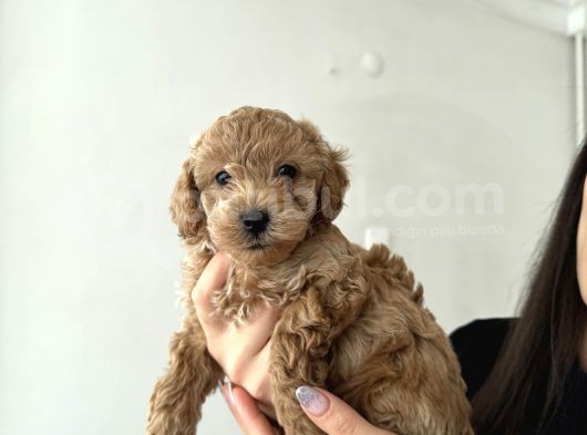 Poodle Köpek görsel