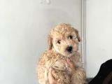 Poodle Köpek