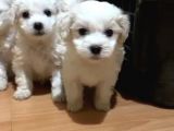 Orijinal Maltese Terrier Yavruları