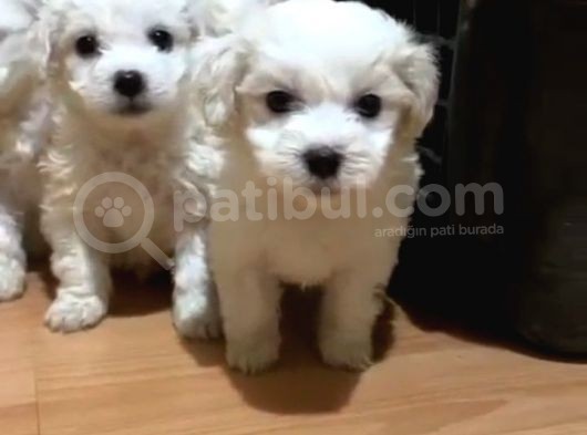 Orijinal Maltese Terrier Yavruları görsel