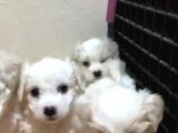 Orijinal Maltese Terrier Yavruları