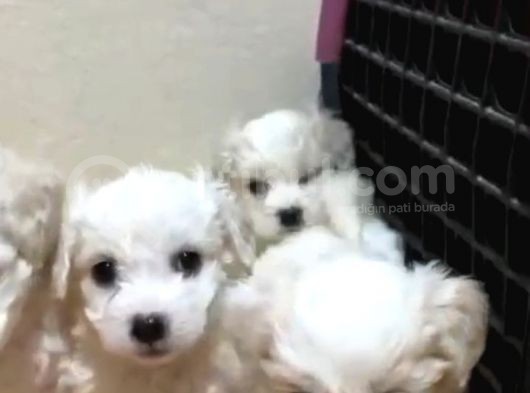 Orijinal Maltese Terrier Yavruları görsel