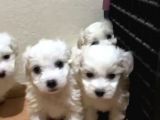 Orijinal Maltese Terrier Yavruları