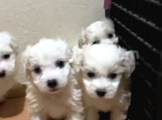 Orijinal Maltese Terrier Yavruları görsel