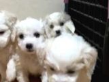 Orijinal maltese terrier yavruları