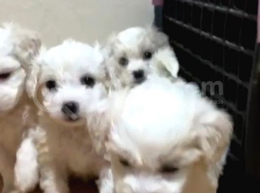 Orijinal Maltese Terrier Yavruları