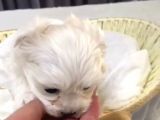 Kore Maltese Yavrular