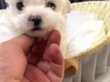 Kore Maltese Yavrular