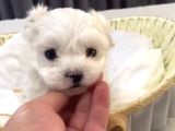 Kore maltese yavrular