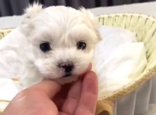 Kore Maltese Yavrular