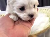 Kore Maltese Yavrular