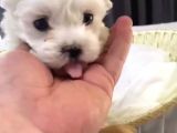 Kore Maltese Yavrular