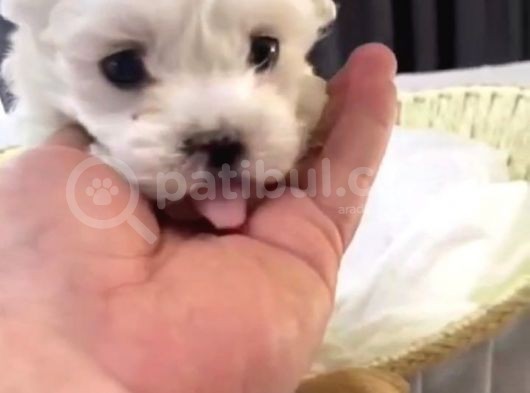 Kore Maltese Yavrular görsel