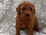 Showclass Toypoodle  Yavrular