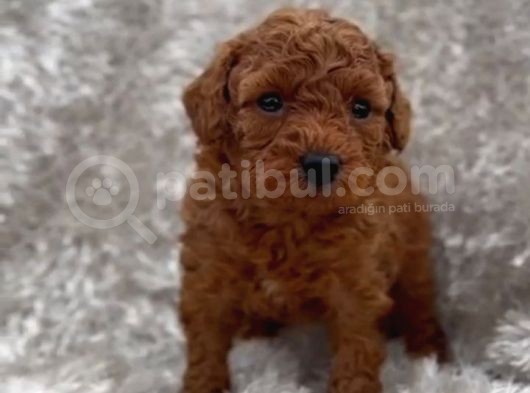 Showclass Toypoodle  Yavrular görsel