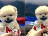 Showww kalitede teddy bear pomerain boo