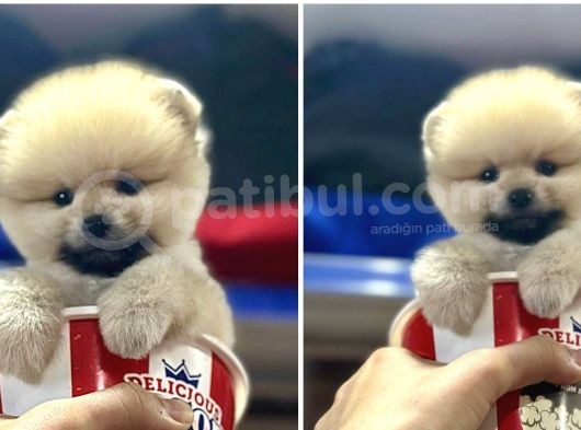 Showww Kalitede Teddy Bear Pomerain Boo