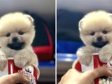 Showww Kalitede Teddy Bear Pomerain Boo