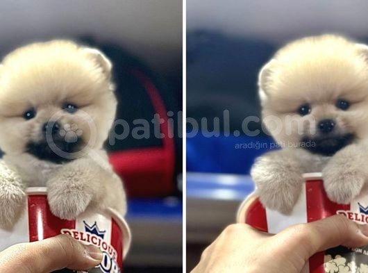 Showww Kalitede Teddy Bear Pomerain Boo görsel