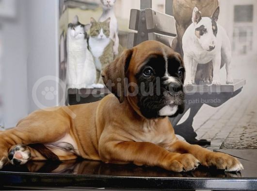 Fci Seçereli Boxer görsel