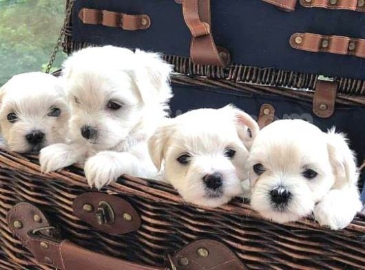 Kar Beyazı Maltese Bebeklerimiz görsel