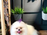 Show Class Pomeranian Teddy Bear Bebekler