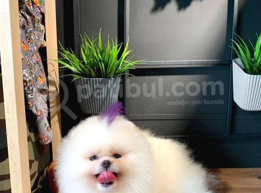 Show Class Pomeranian Teddy Bear Bebekler görsel