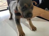 A Kalite Cane Corso Blue Ve Blue Tan