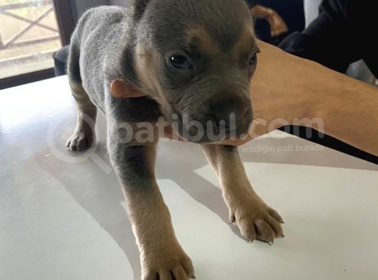 A Kalite Cane Corso Blue Ve Blue Tan görsel