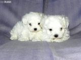 Maltesse Terrier Cinsi Güzel Yavrular 