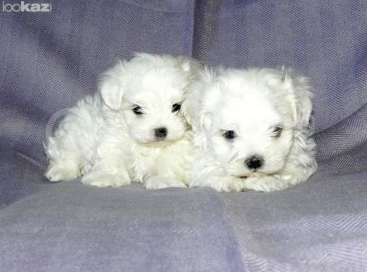 Maltesse Terrier Cinsi Güzel Yavrular 