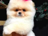 Muhteşem güzellikte pomeranian teddy bear bebekler