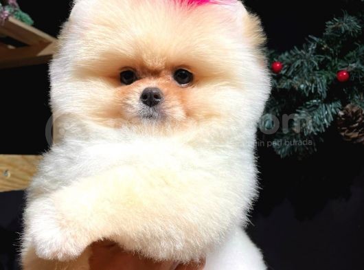 Muhteşem Güzellikte Pomeranian Teddy Bear Bebekler