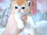British Shorthair Golden Bebekler