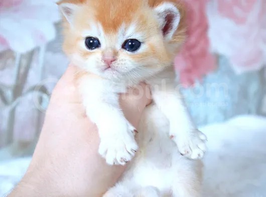 British Shorthair Golden Bebekler görsel