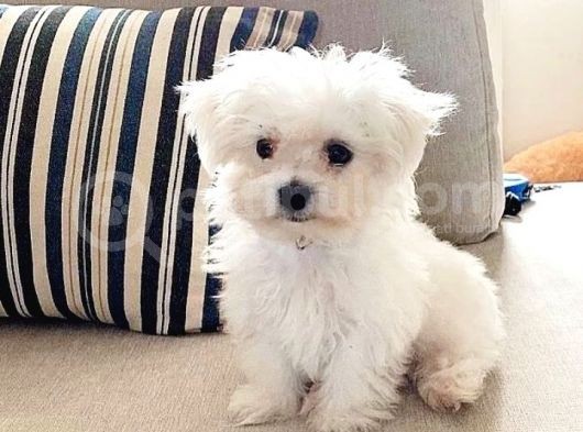 Mini Boy Maltese Terrier görsel