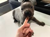 A Kalite Cane Corso Blue Ve Blue Tan