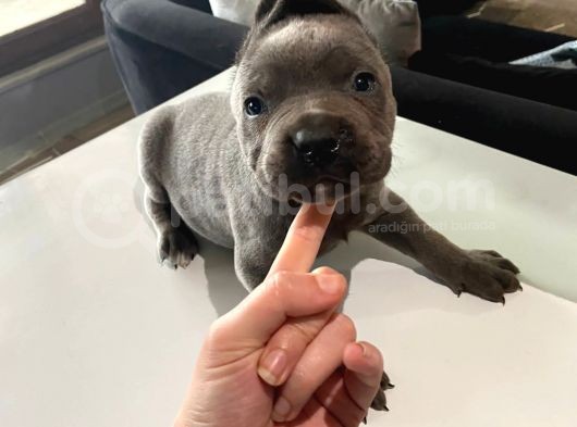 A Kalite Cane Corso Blue Ve Blue Tan görsel
