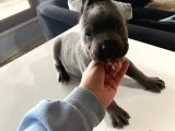 A Kalite Cane Corso Blue ve Blue Tan