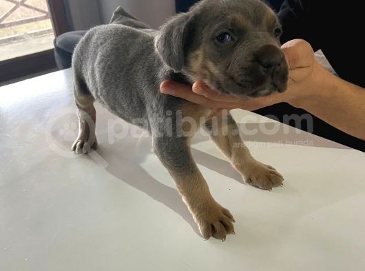 A Kalite Cane Corso Blue Ve Blue Tan görsel